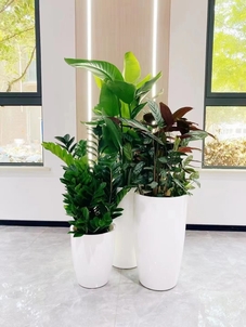 探寻宁波前湾植物出租，价格亲民实惠，焕新你的环境